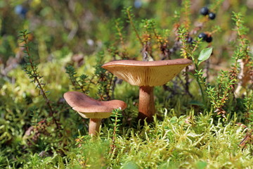 Fototapeta na wymiar Lactarius rufus. Two mushroom among the moss