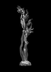 Dried celery stalk with leaves in black and white with a black background