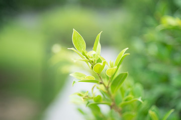 Closeup nature view of green leaf on blurred greenery background