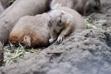 プレーリードッグ