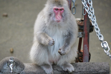 Naklejka premium ニホンザル