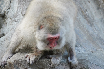 ニホンザル