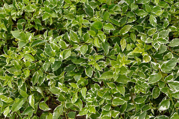 Fototapeta na wymiar Background of green leaves