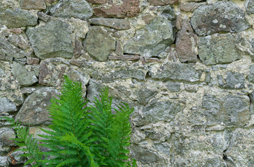 A wall of old stones and a fern