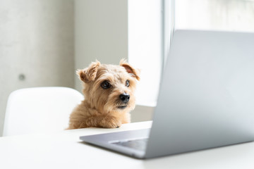 Norfolk Terrier dog watching Laptop computer © blanche