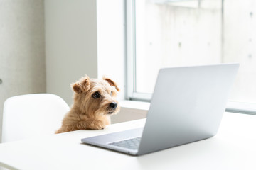 Norfolk Terrier dog watching Laptop computer