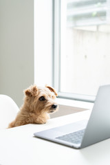 Norfolk Terrier dog watching Laptop computer