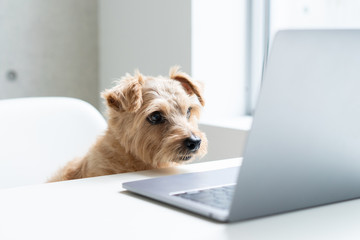 Norfolk Terrier dog watching Laptop computer - obrazy, fototapety, plakaty