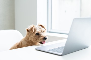 Norfolk Terrier dog watching Laptop computer