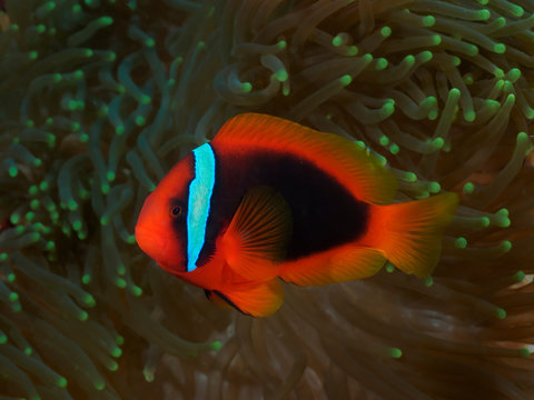 Tomato Clownfish