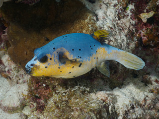 Black-Spotted Puffer