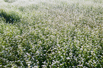 Grano Saraceno (Fagopyrum esculentum) - Piantagione in Valtellina (IT)