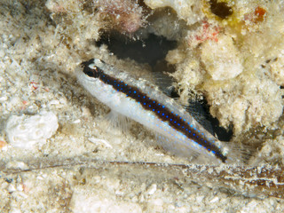 Striped Goby