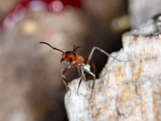 big red forest ant in natural habitat