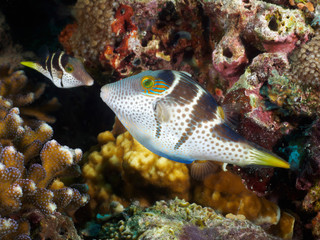 Valentin's sharpnose puffer