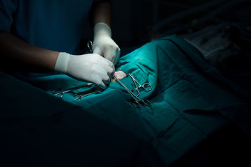 veterinary or doctor have to surgery sterilization on pet in operating room animal hospital, dog in a veterinary surgery.