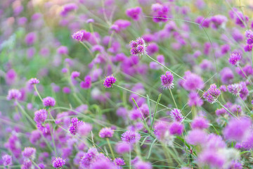 Pink Floral and Blur Background