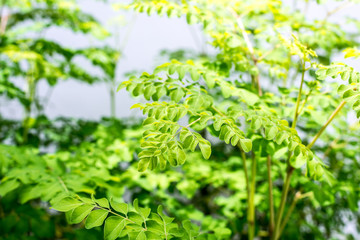 Moringa plant close up with white wall in the background