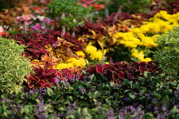 Colorful flowers in various species blooming in the garden.