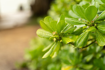 Green leaves on a blurred background .
