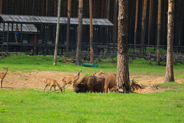 buffalo in a field in the zoo