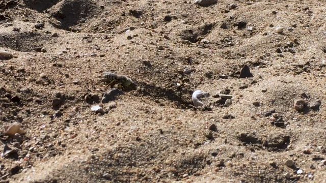 Close up shot of Sand Wasp(s) digging little tunnels in the sand. Also known commonly as "sand bees."