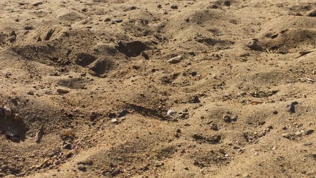 Close up shot of Sand Wasp(s) digging little tunnels in the sand. Also known commonly as "sand bees."