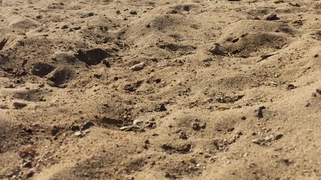 Close up shot of Sand Wasp(s) digging little tunnels in the sand. Also known commonly as "sand bees."