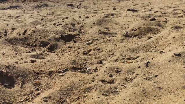 Close up shot of Sand Wasp(s) digging little tunnels in the sand. Also known commonly as "sand bees."
