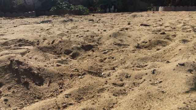 Close up shot of Sand Wasp(s) digging little tunnels in the sand. Also known commonly as "sand bees."