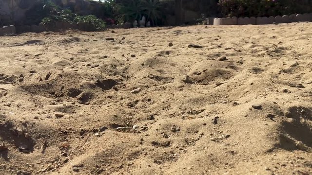 Close up shot of Sand Wasp(s) digging little tunnels in the sand. Also known commonly as "sand bees."