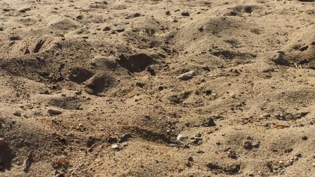 Close up shot of Sand Wasp(s) digging little tunnels in the sand. Also known commonly as "sand bees."