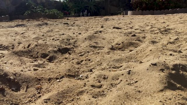 Close up shot of Sand Wasp(s) digging little tunnels in the sand. Also known commonly as "sand bees."