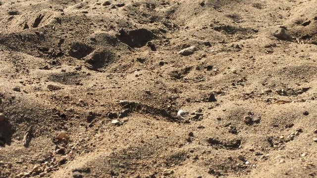Close up shot of Sand Wasp(s) digging little tunnels in the sand. Also known commonly as "sand bees."
