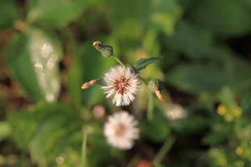 art photo of dandelion seeds close up on natural blurred background