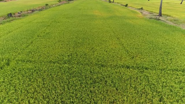 AERIAL Low Flyover Of Rice Paddy Fields In Asia