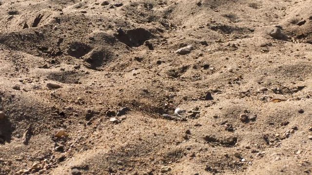 Close up shot of Sand Wasp(s) digging little tunnels in the sand. Also known commonly as "sand bees."