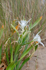 Obraz premium Pancratium maritimum Wild Flower