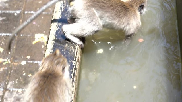 Wild monkeys bathe and play in pond at sacred monkey forest in Ubud, Bali, Indonesia. Monkey forest park travel landmark and tourist destination site in Asia where monkeys live in wildlife environment
