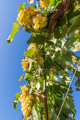 Beautiful bunches of white grapes taken from below against the blue sky of a sunny day just before the harvest