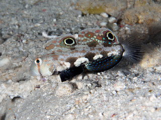 Twinspot goby
