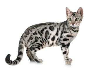 Fototapeta premium bengal cat in studio