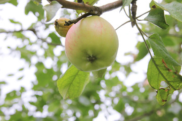 Healthy and sick apple on one branch. Strong and weak