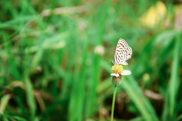 Butterfly perched on a flower in the garden 