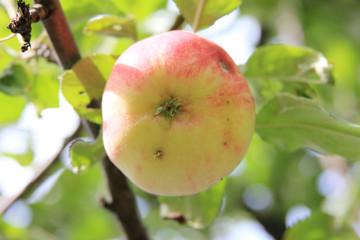 Ripe juicy apple damaged by a worm on a branch. Organic season fruit