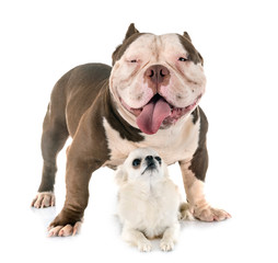 american bully and chihuahua