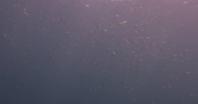 School of Gafftopsail pompano from the reefs of the sea of cortez, mexico.