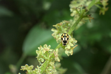 黄色いてんとう虫