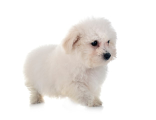 Bichon Frise in studio