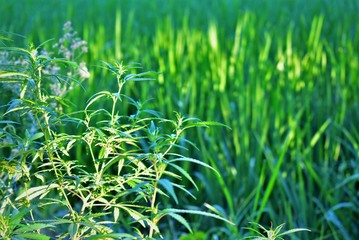 Landscapes with greenery, trees, gardens, hills and mountains